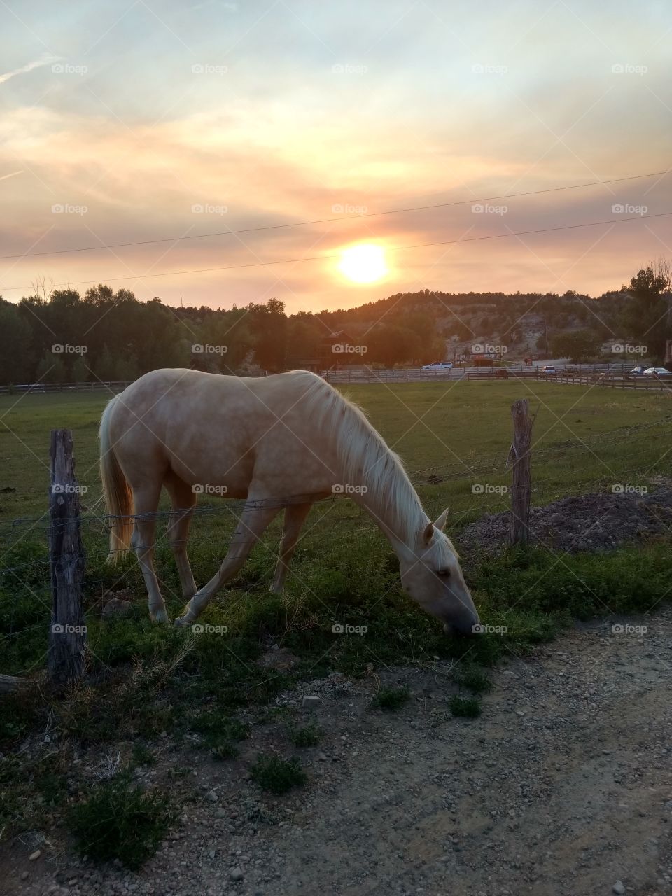 sunset and horse