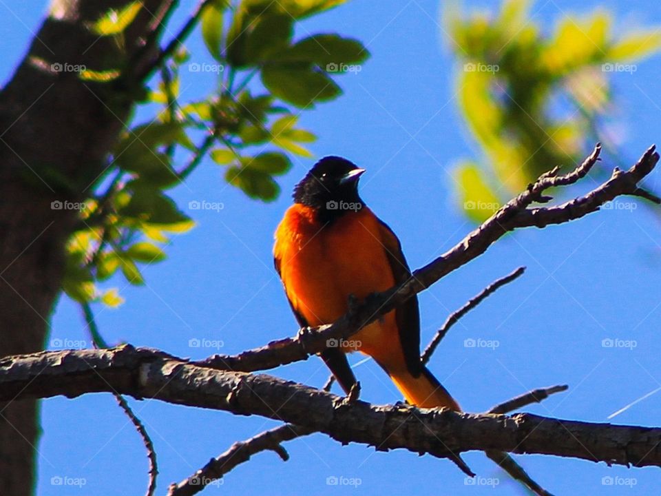 Bird migration... mother nature