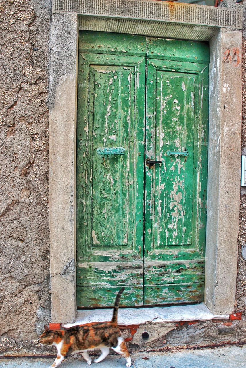 Green door and cat