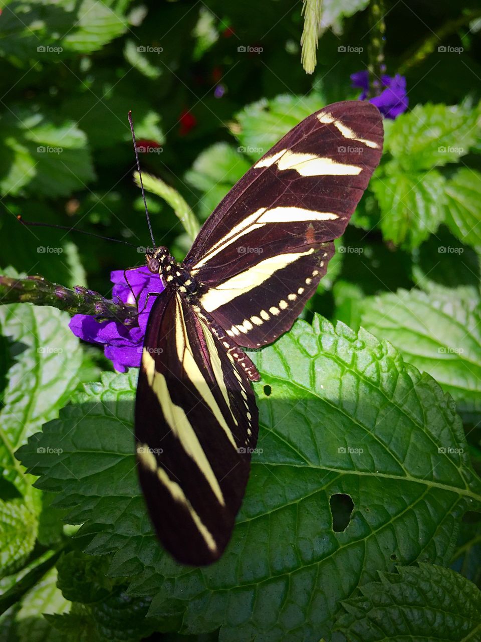 Butterfly. Wings