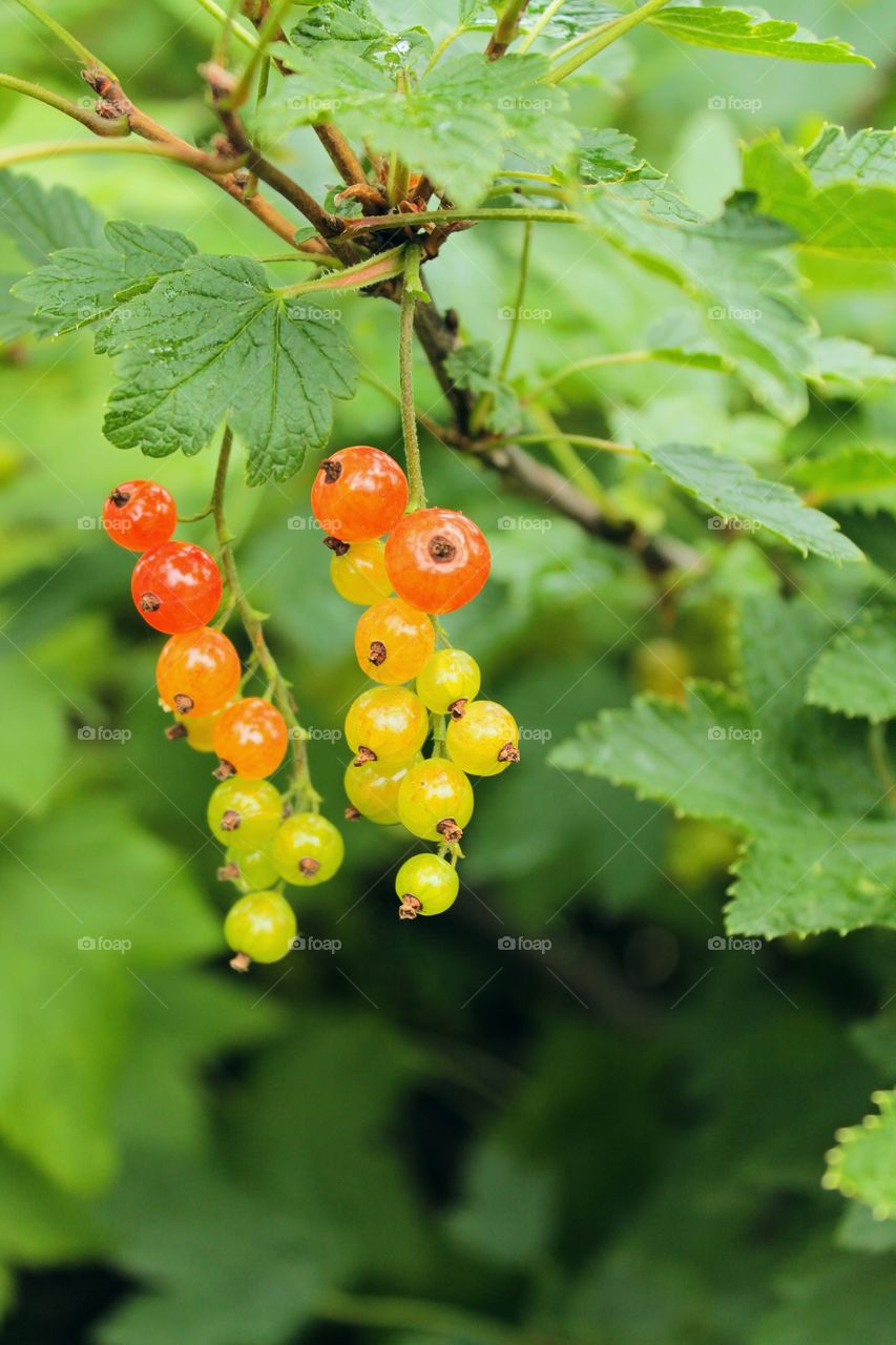 Berries, hands, palms, female hands with berries, honeysuckle, currant, unripe berry, ripe, gray, blue berry, berries on the bushes,