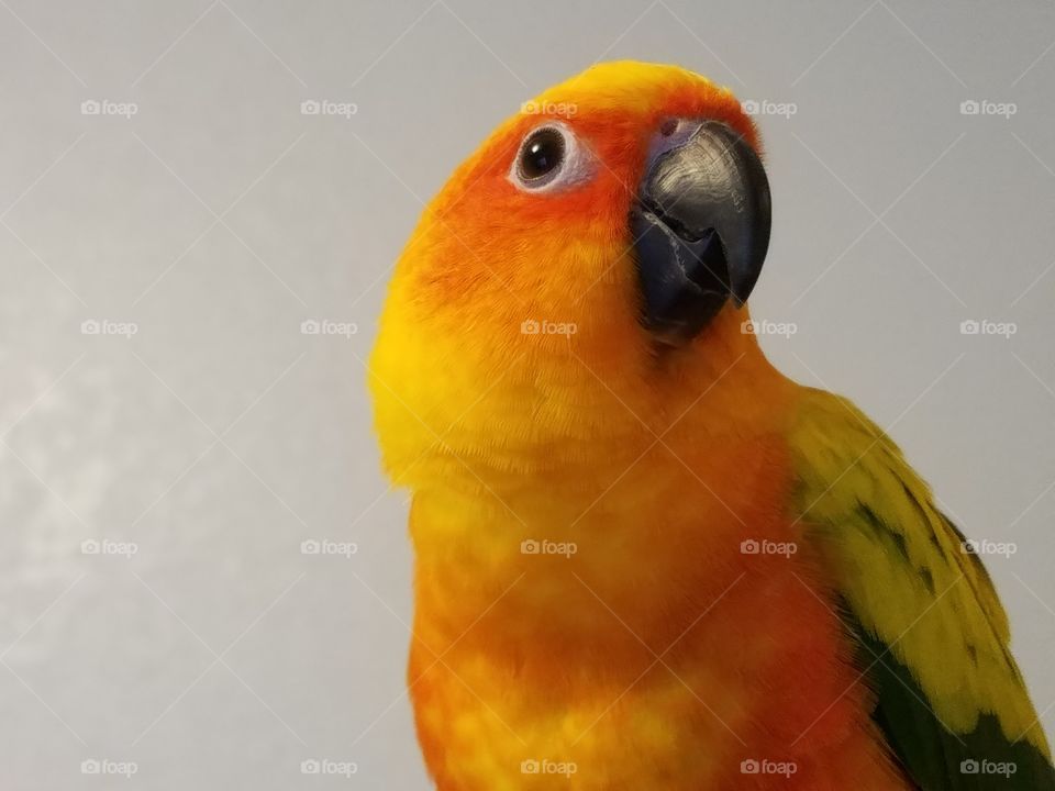 conure