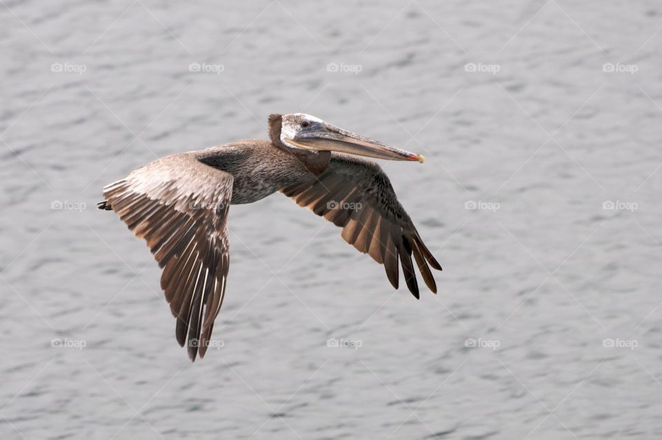 Flying pelican