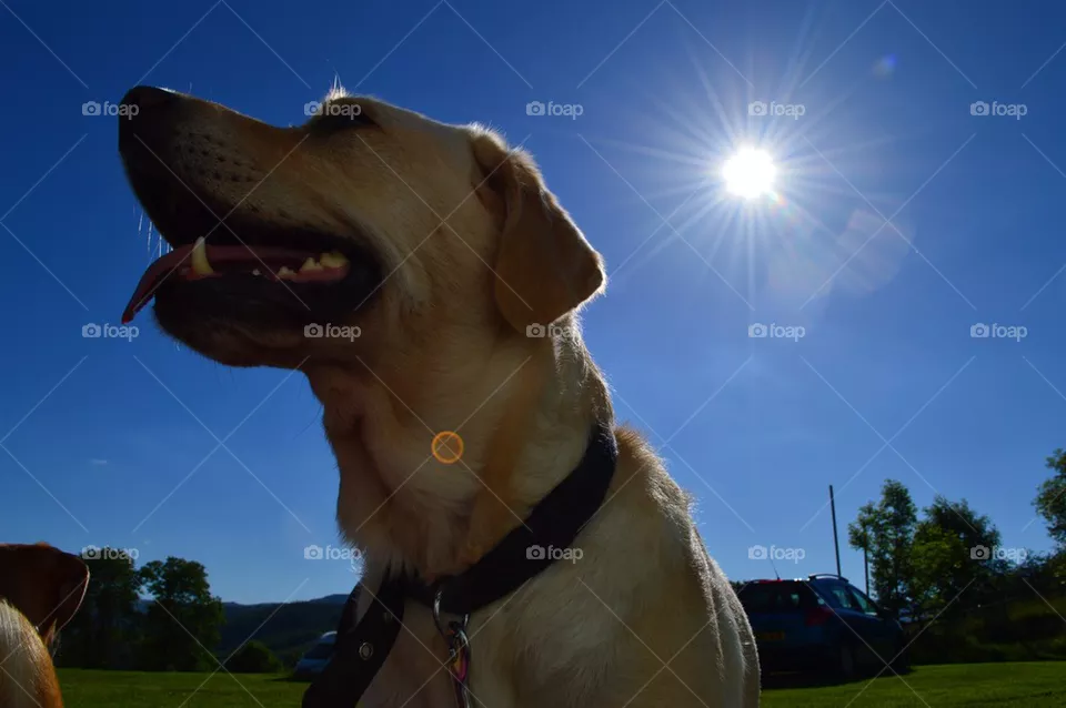 Sun dog