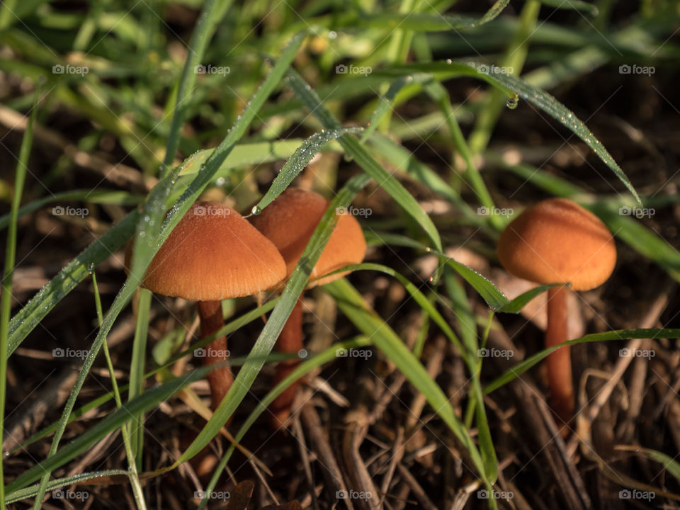 mushroom and dewdrop