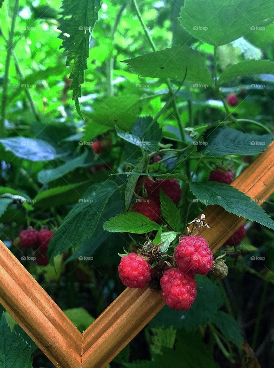 Summer.  Time for fresh fruits and berries.  Green raspberry bush in a wooden frame.  Red raspberries hanging over the frame