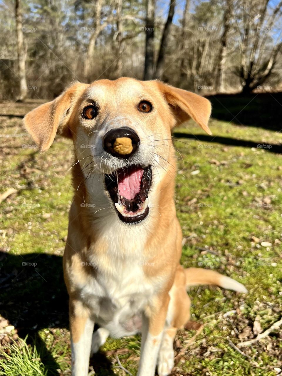 Funny dog attempting to catch a tossed treat, which is in midair directly in front of her nose