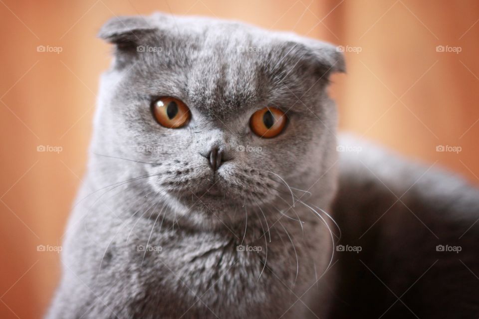 Grey Scottish fold cat with orange eyes look