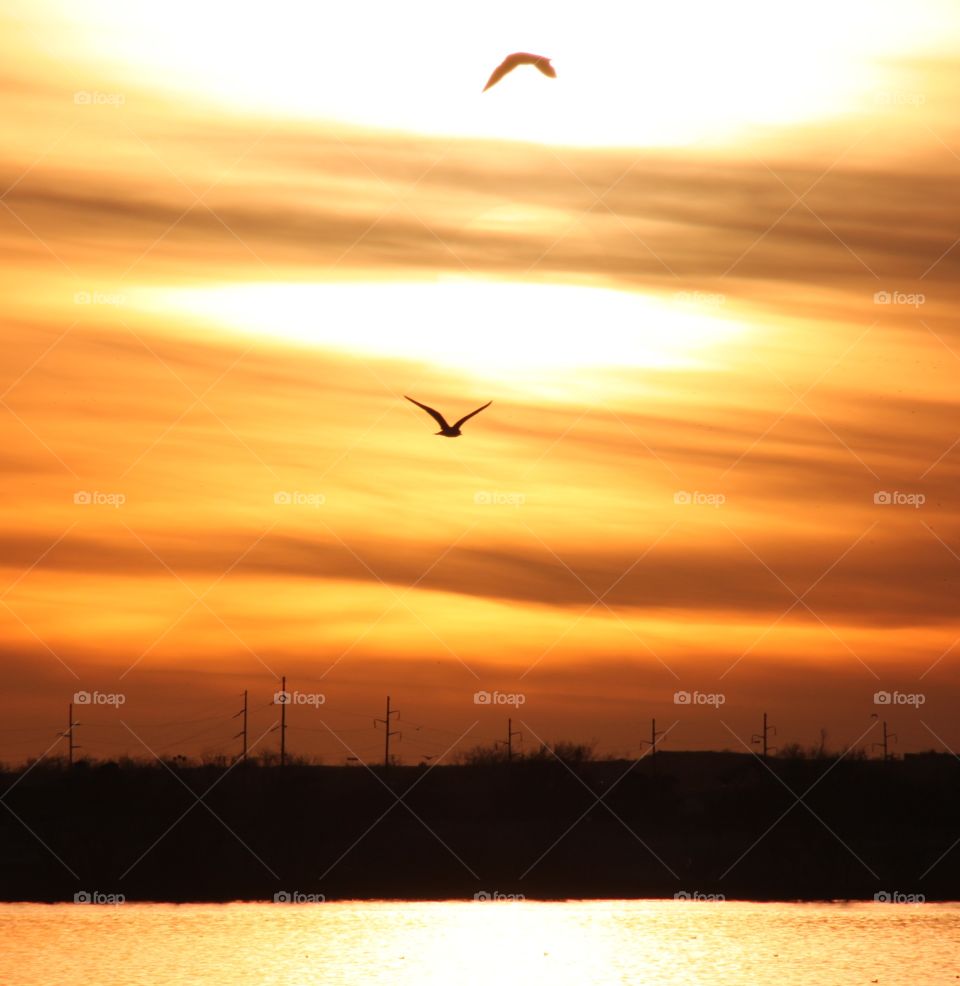 Birds in the Clouds