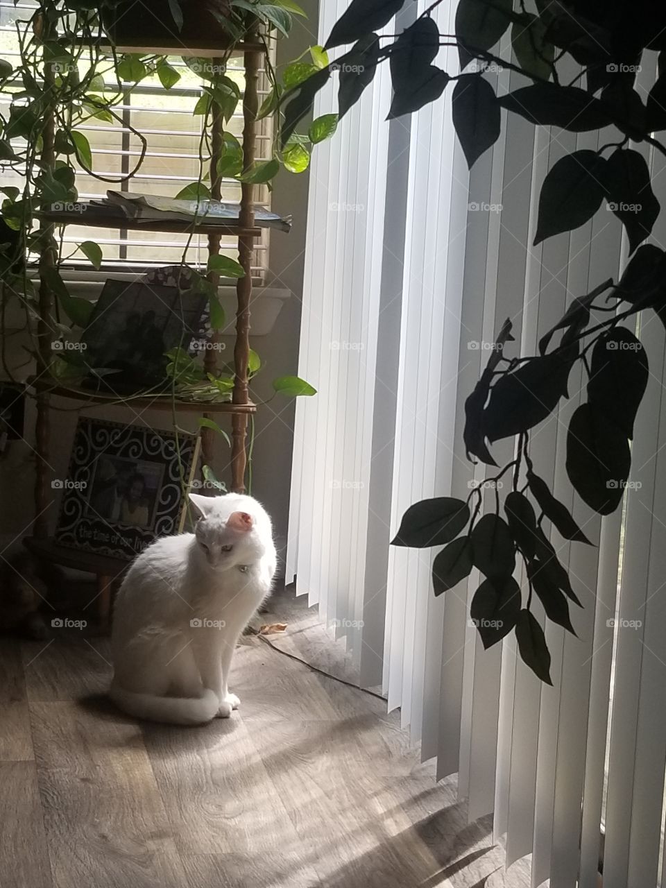 Inner peace. When you can't enjoy the greenery outside, take a note from the little white cat's diary and sunbathe in the window surrounded by indoor plants.