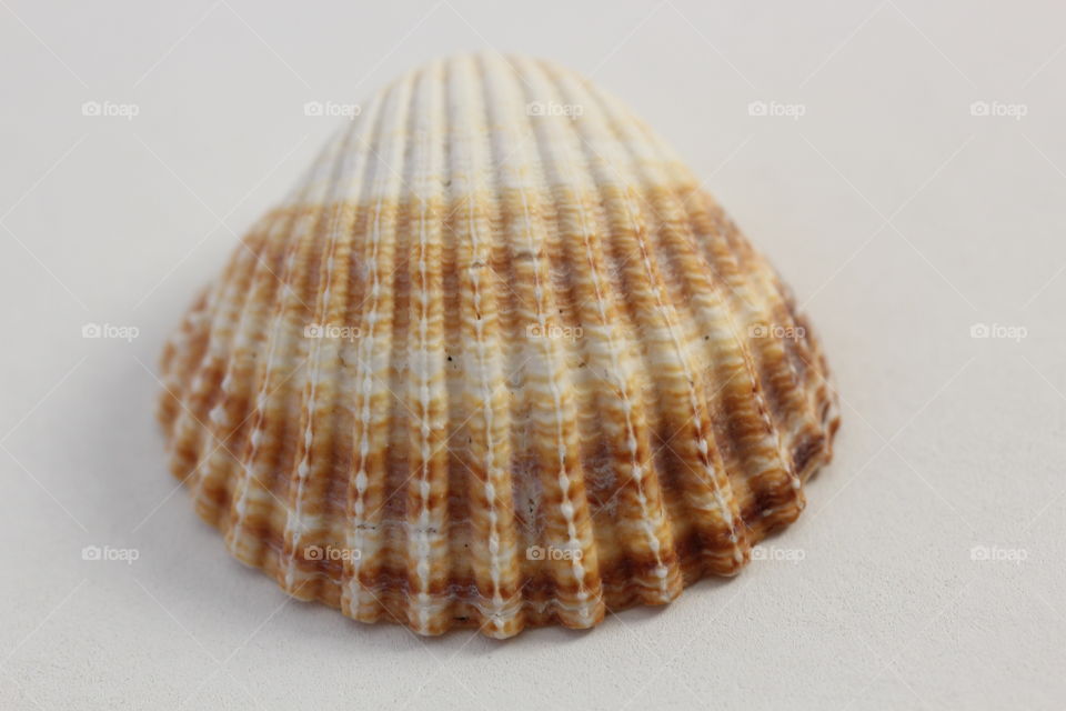 Seashell closeup