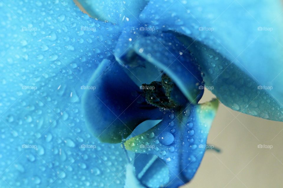 Wet Blue Orchid 