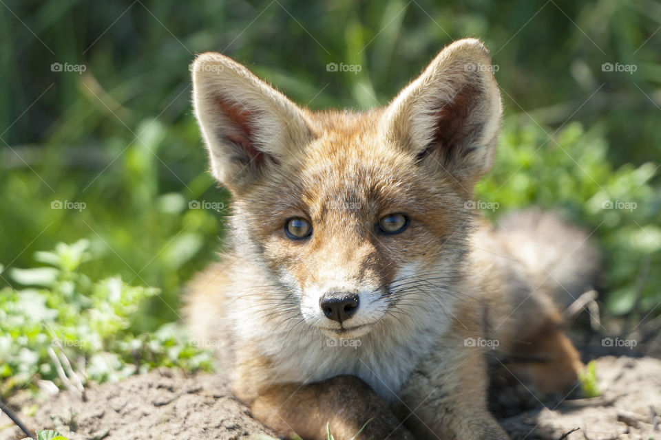 Baby fox is lying in the grass
