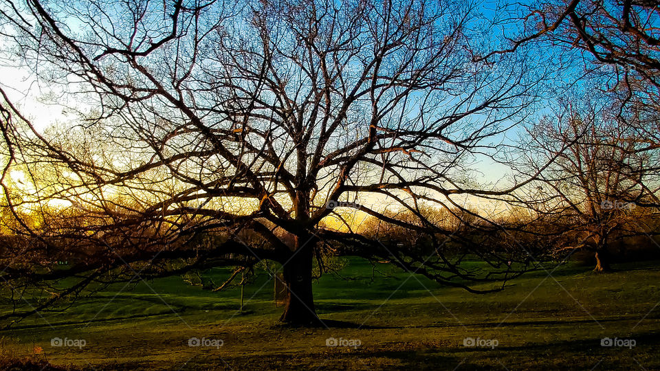 Sunset and the tree