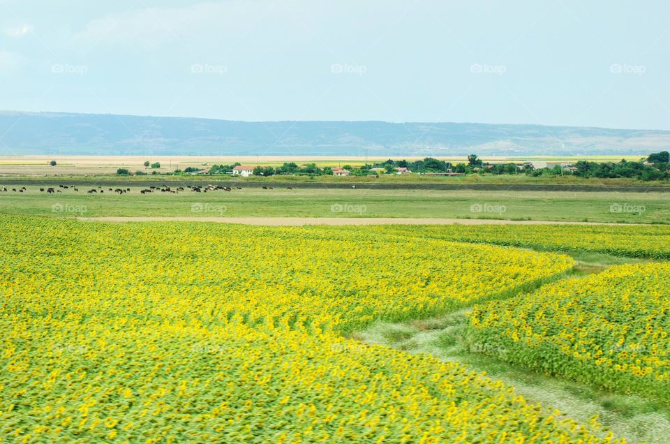 Summer landscape From Bulgaria