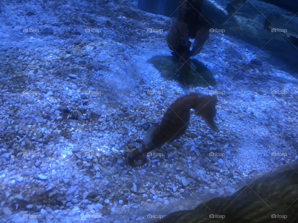 Seahorses in the blue