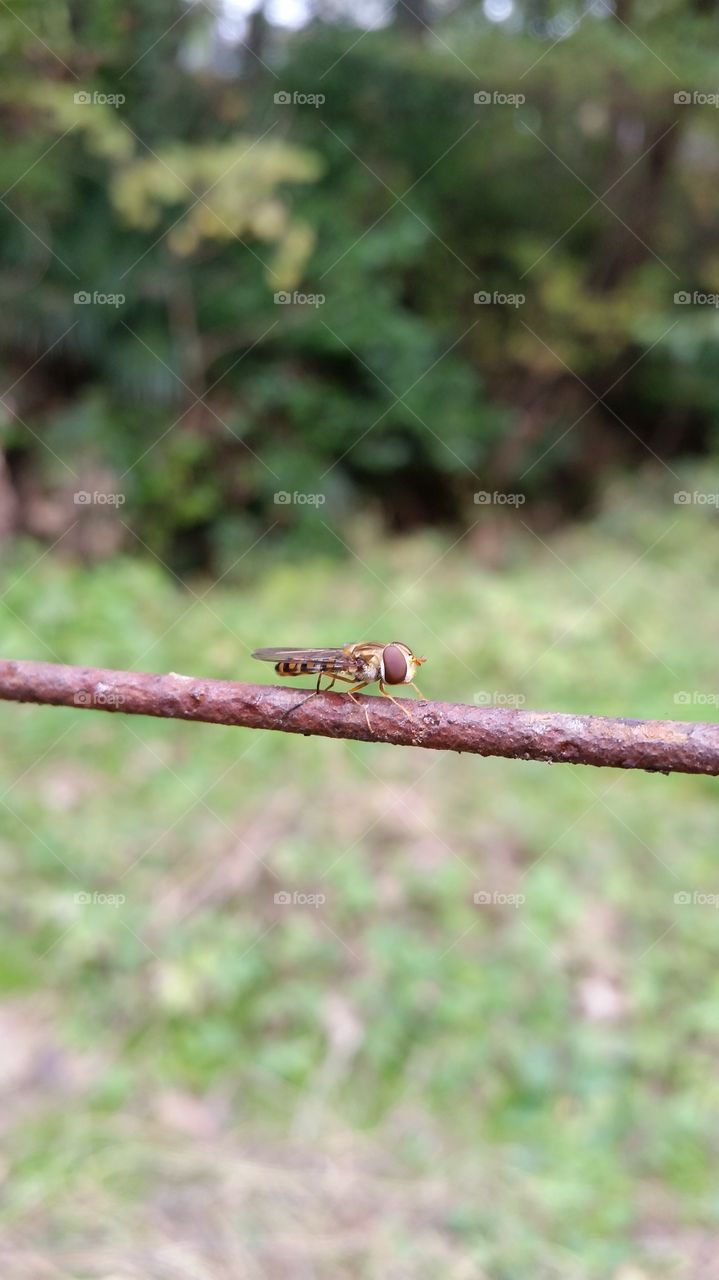 Horse fly