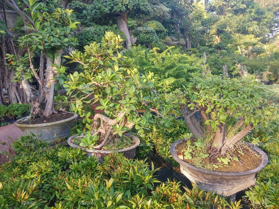 Bonsai USD 500.
the art of maintaining dwarf plants by prioritizing the beauty of plants. crazy plant ...