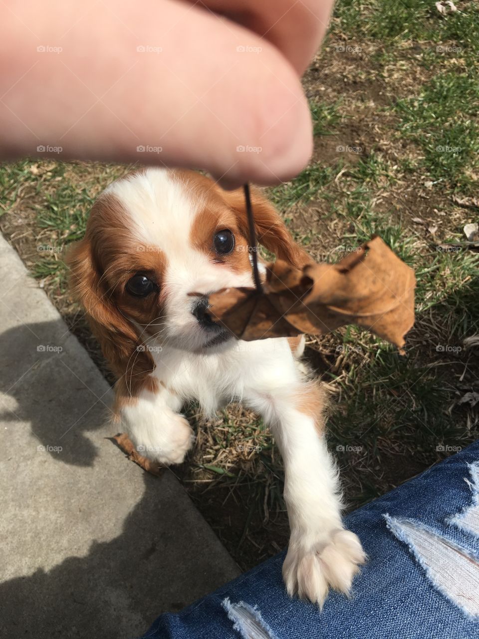 Lucy playing with a leaf