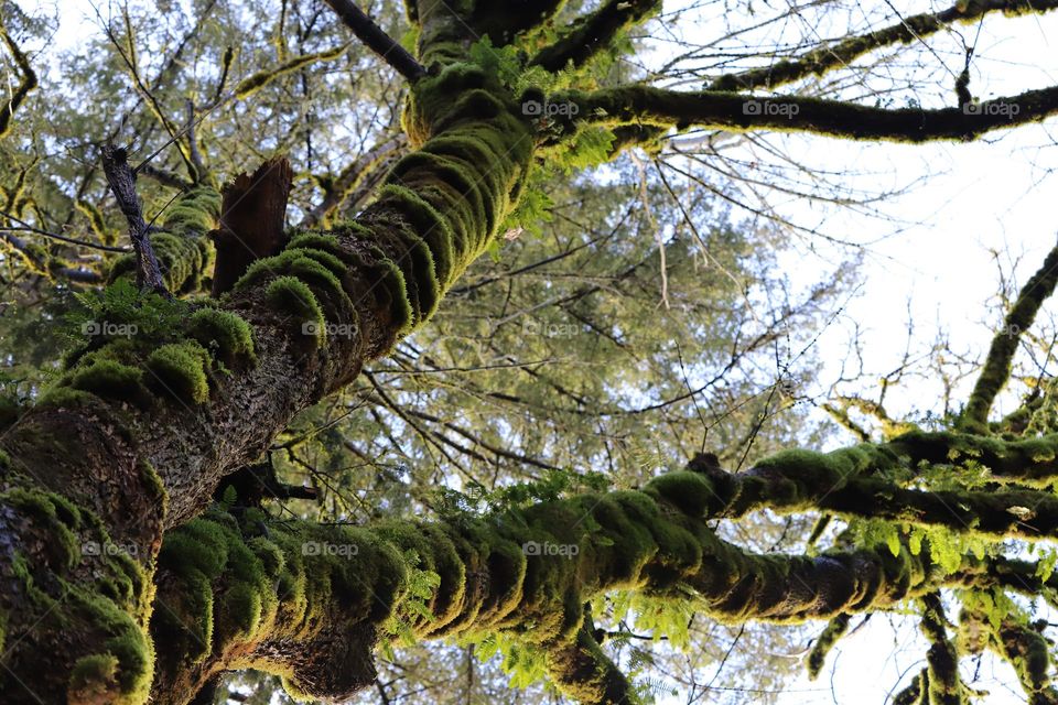 Tree  up in the sky 