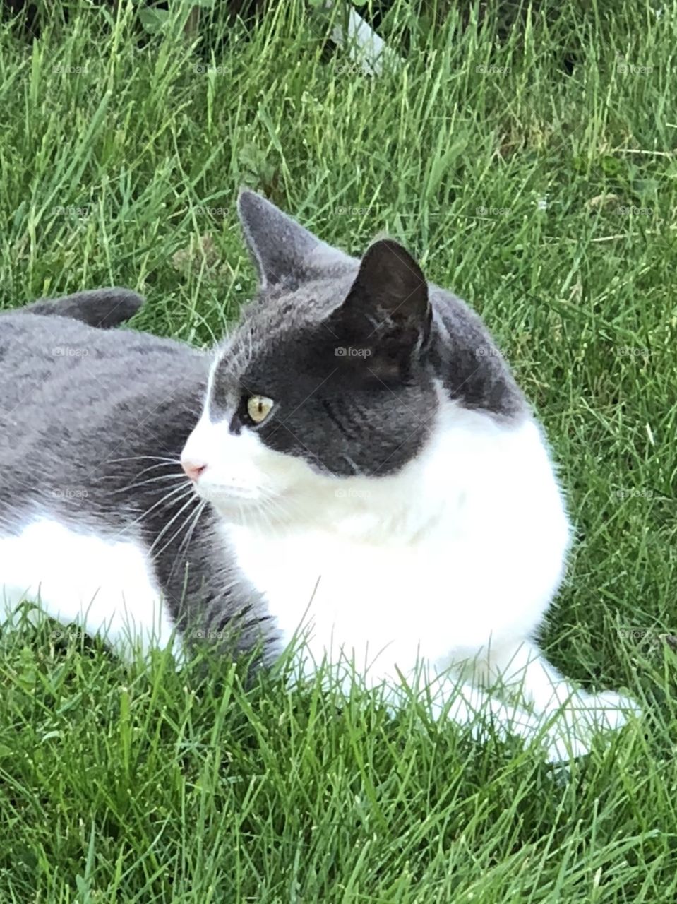 Grey and white cat 