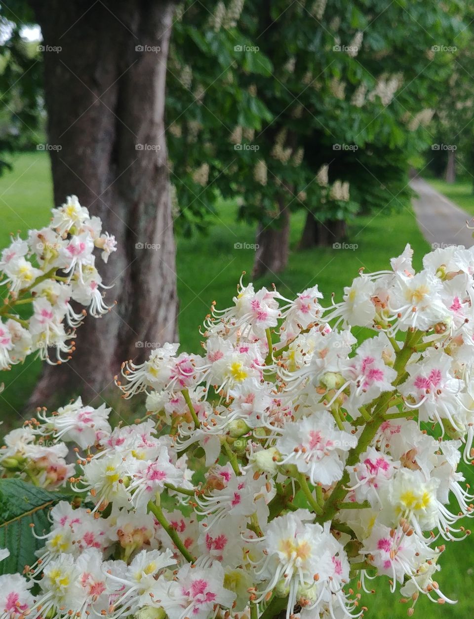 blühen bäume tree Blüten Kastanie Frühjahr nature natur outdoor beautyful schön harmonisch weiß gelb rosa. beruhigend color green grün