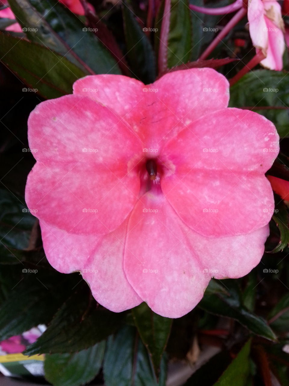 Pink Flower