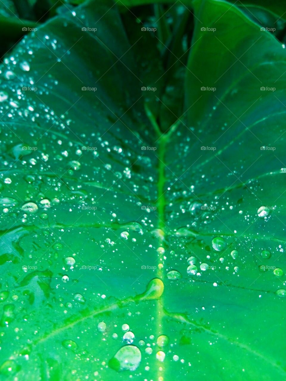 Watery leaf