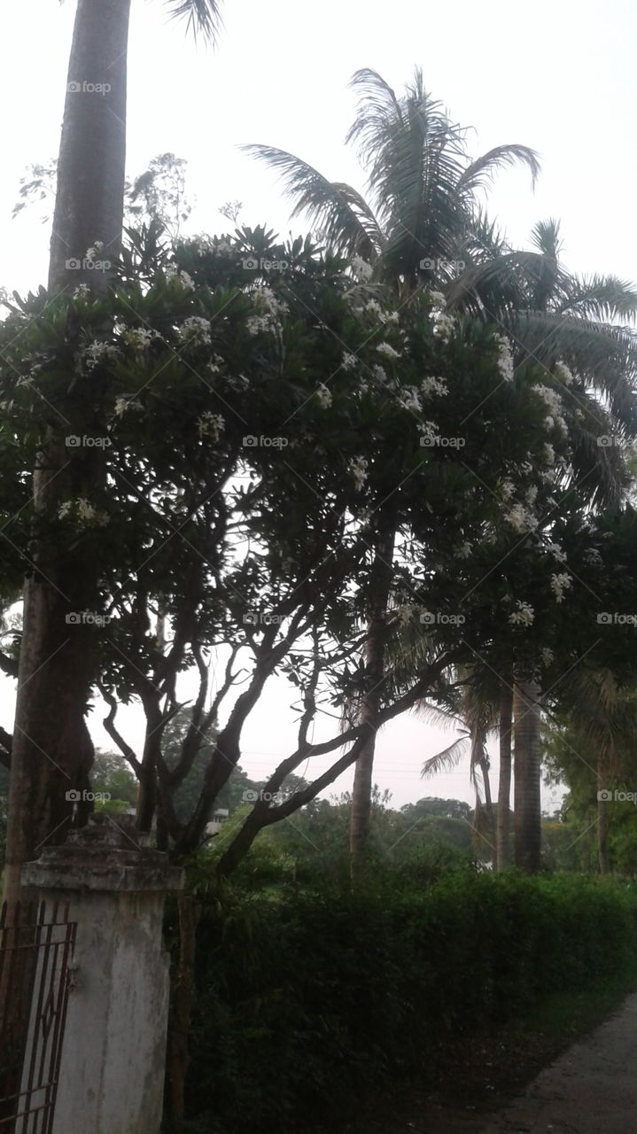 Flowers tree