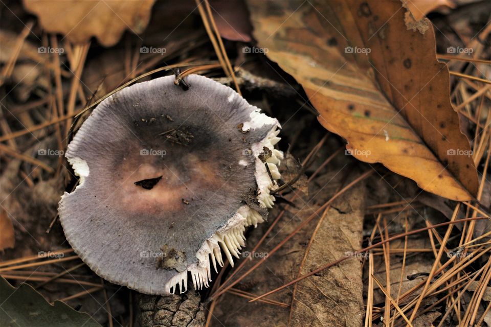 mushroom color