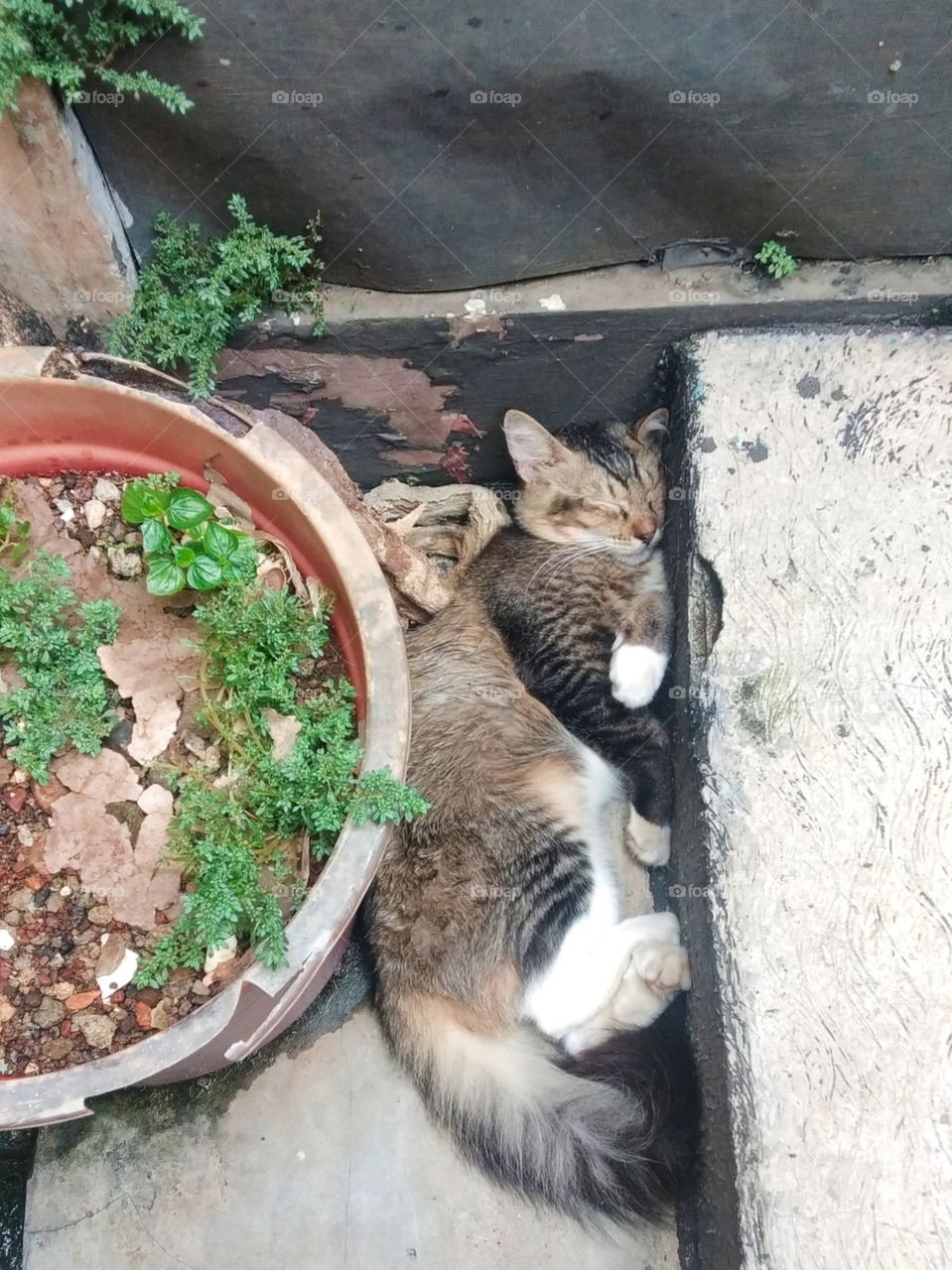 a cat sleeps between the stairs and the flowerpot