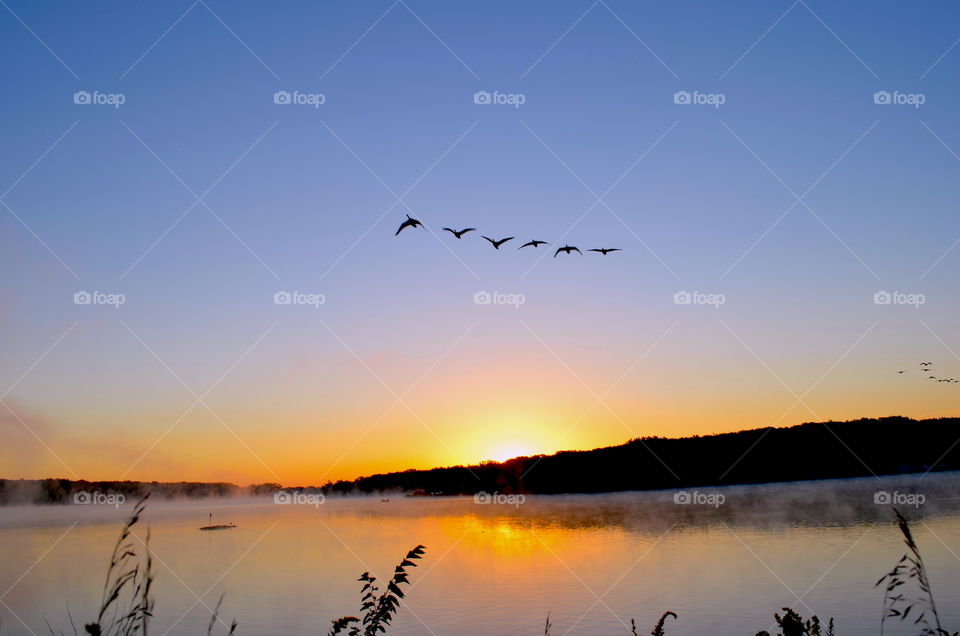 Geese flying at Sunrise 