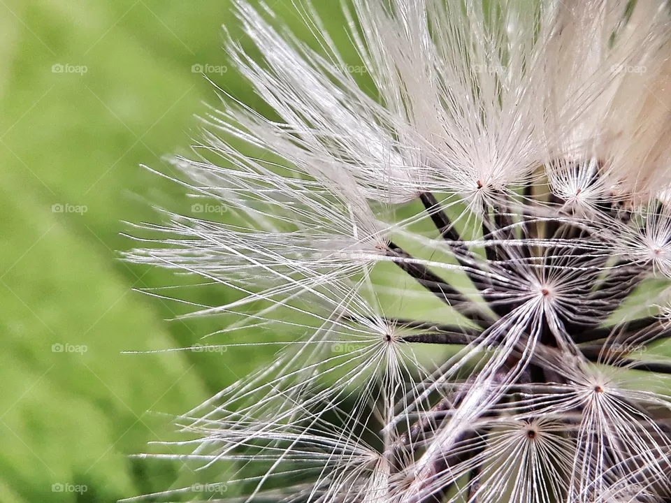 seeds