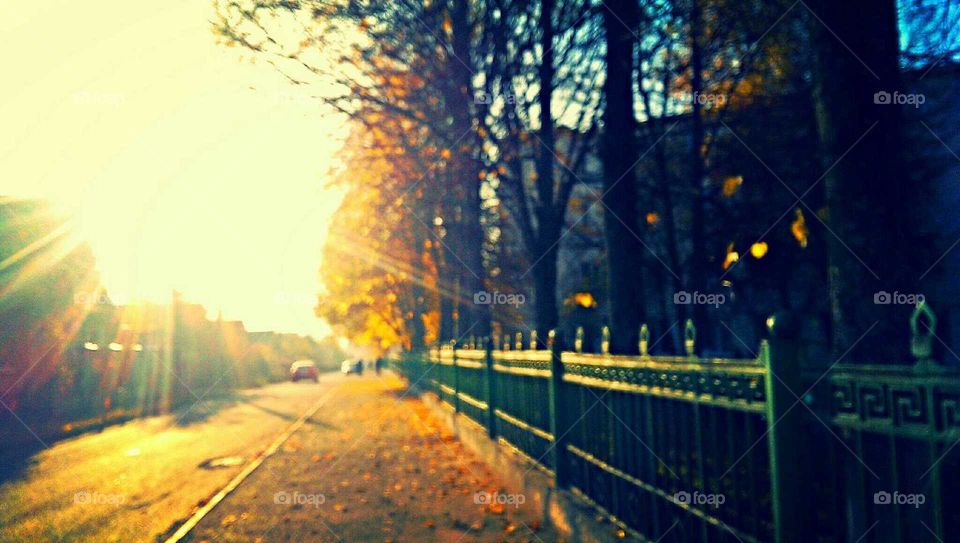 Tree, Fall, Road, Fog, Dawn
