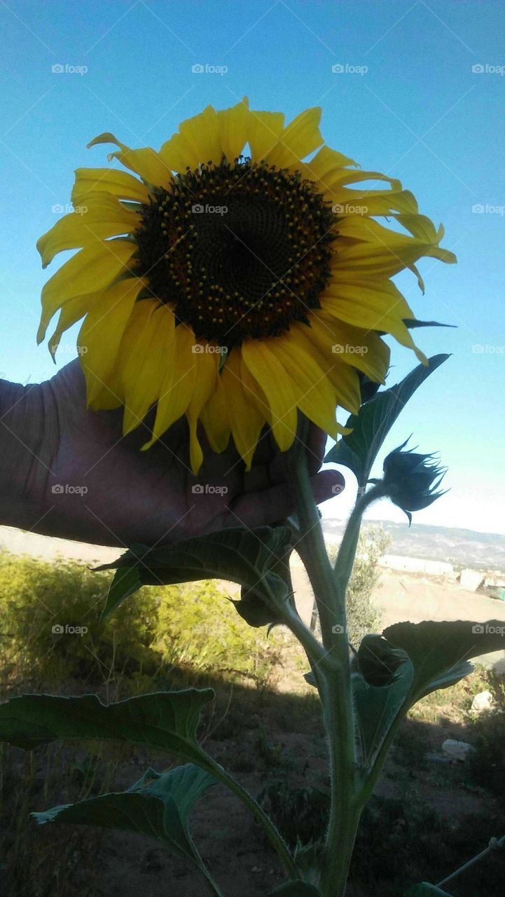 i m holding beautiful flower.