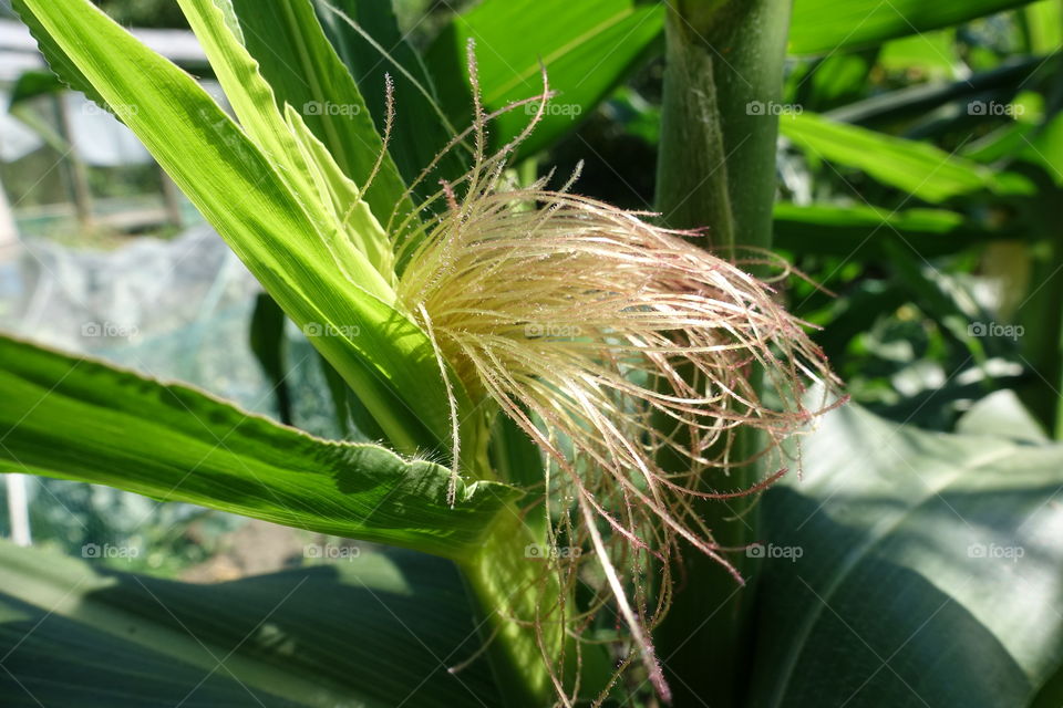 Closeup shot sweet corn blossom 