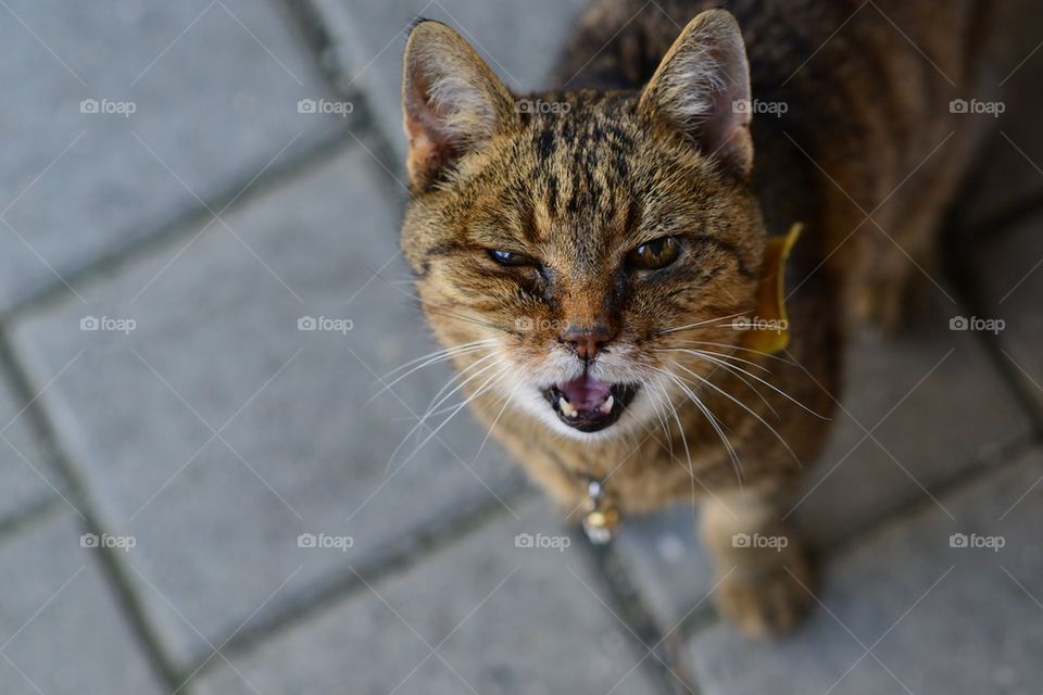 Cat looking at camera