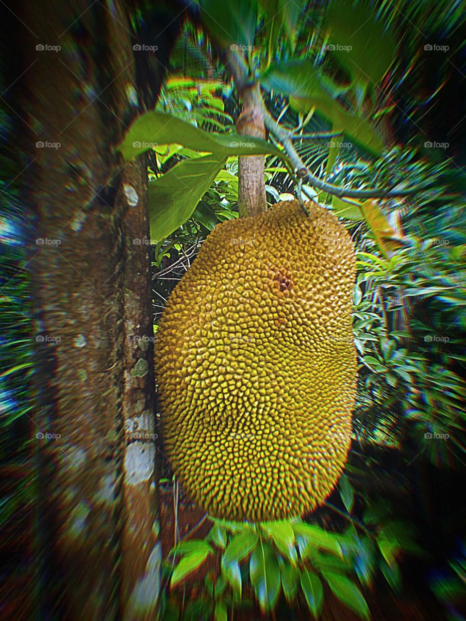 jack fruit