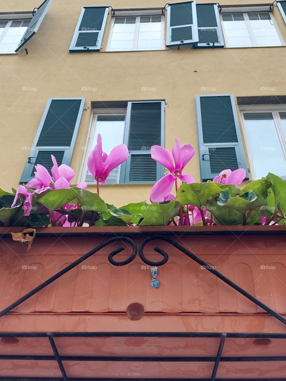 A view from below of the building's windows and a pot of pink cyclamen. City greenery