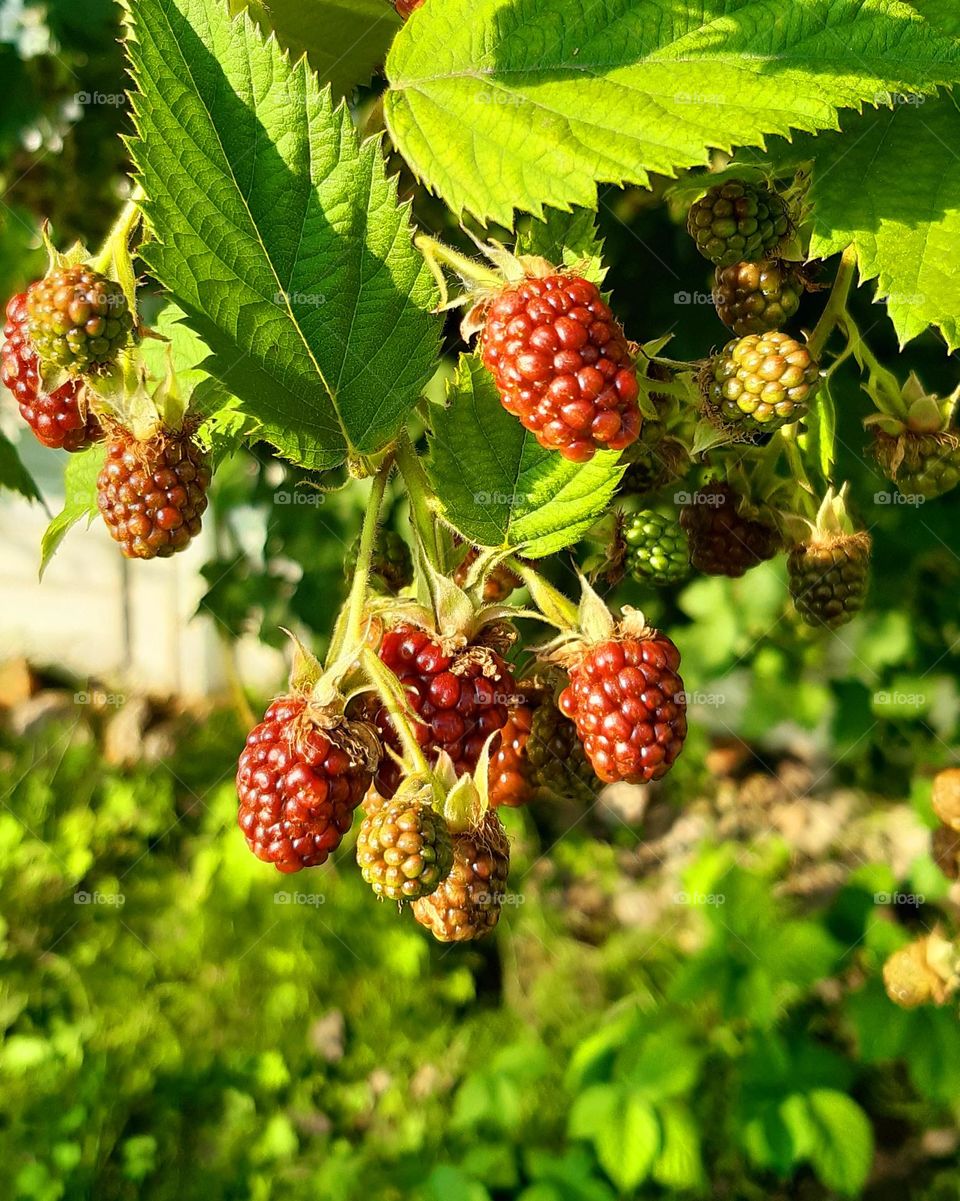 summer gifts: tasty berries