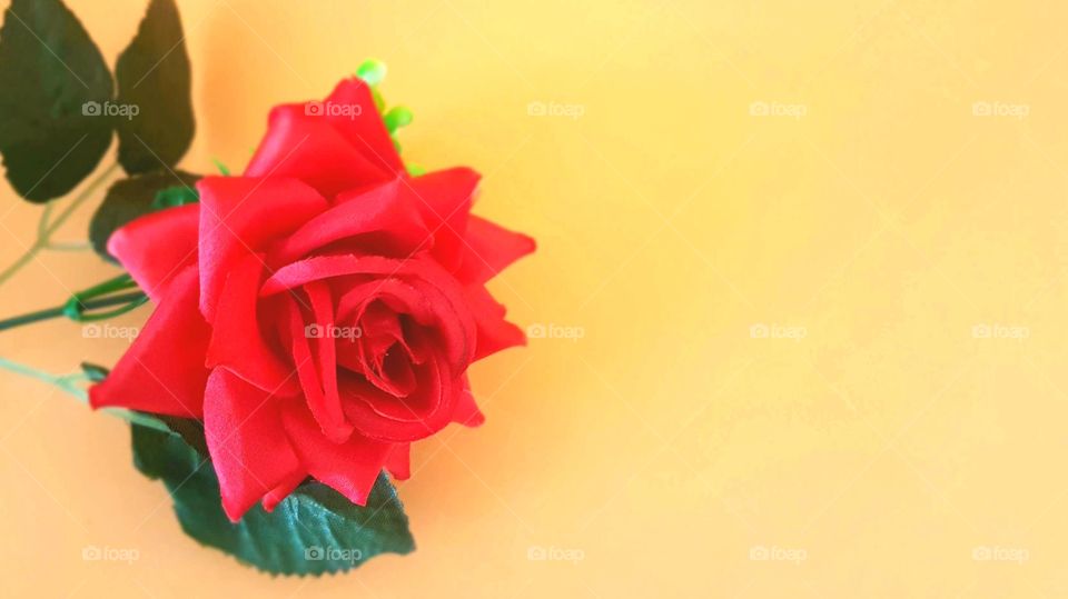 red Orange Rose