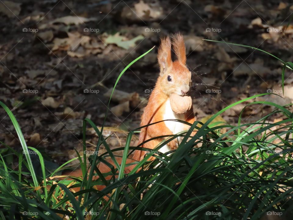 Squirrel with nut