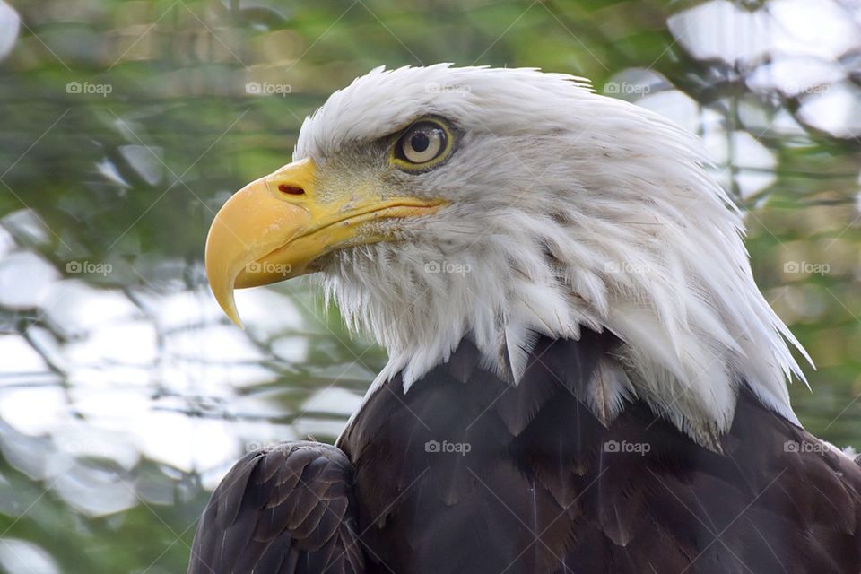 eagle