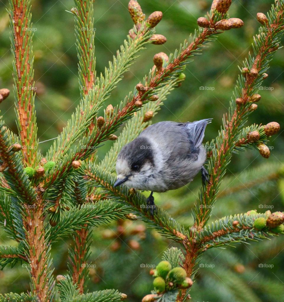 Bird, Wildlife, Tree, Nature, Winter