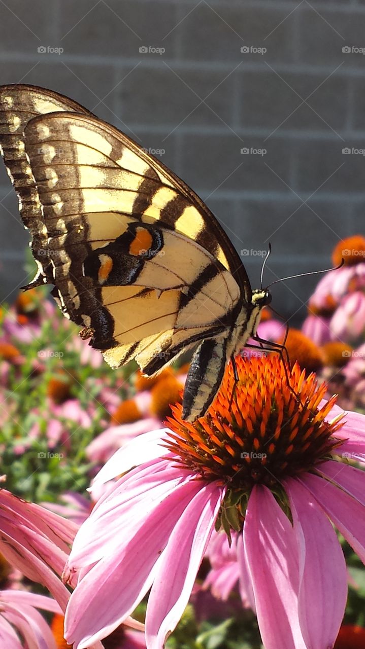 Butterfly Beauty