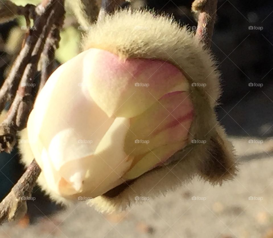 Pussy willow bud flowering