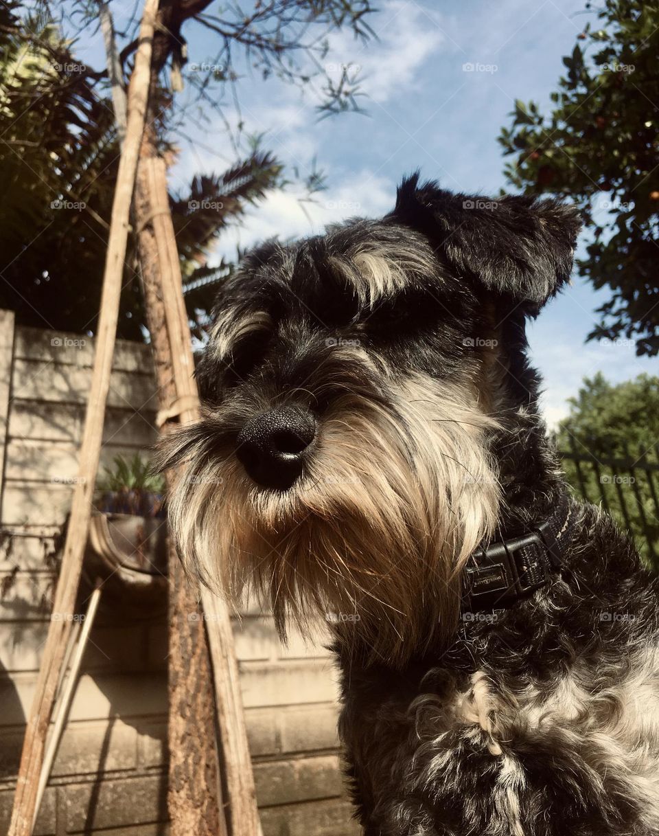 Dog stares off in the distances, looking all serious, but he is a dog and is a loving fur ball with no serious bone in his body. « Reeves, Keeno Reeves »