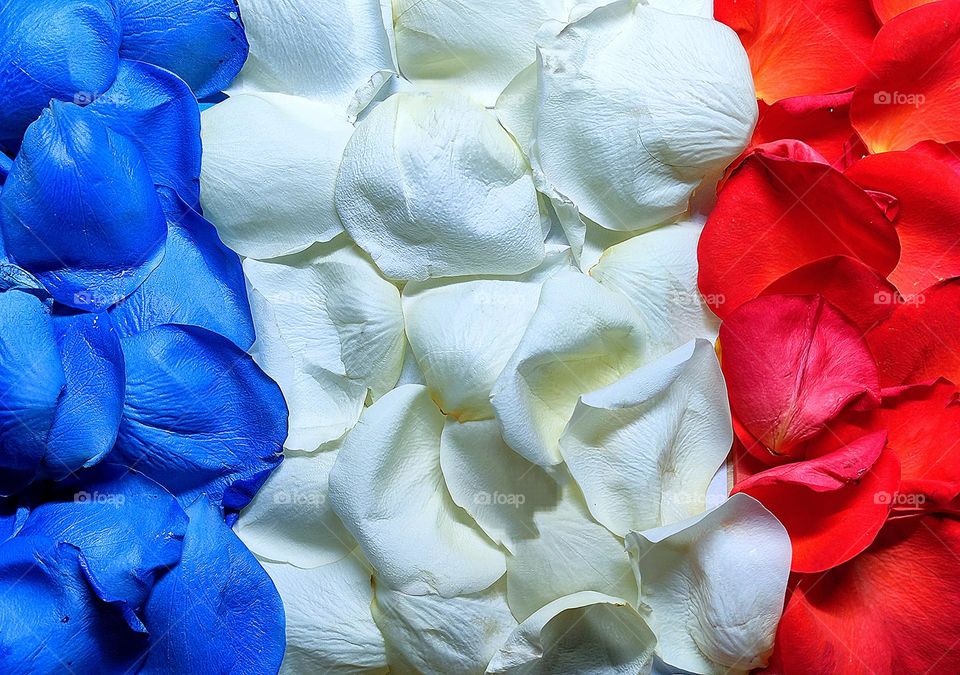 A color scheme.  Flag of France.  Stripe of blue petals, white rose petals and stripe of scarlet rose petals