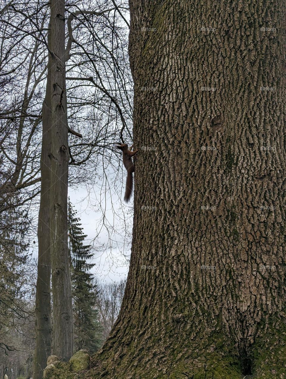 Squirrel on the tree