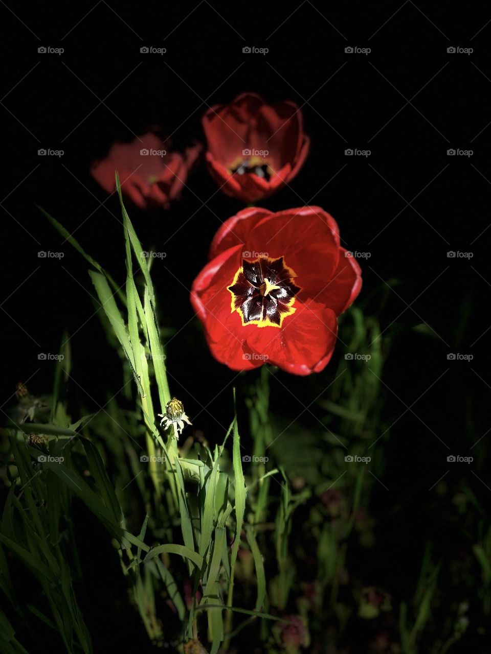 Poppy flower